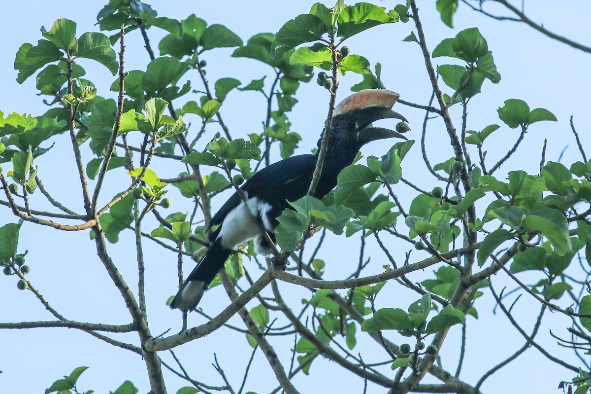 Silberwangen-Hornvogel - ML642574875