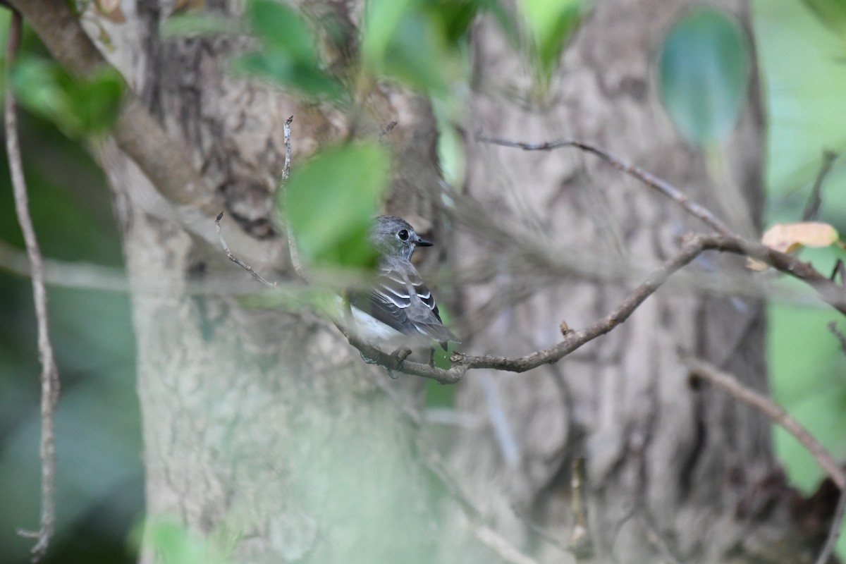 Gray-streaked Flycatcher - ML642574876