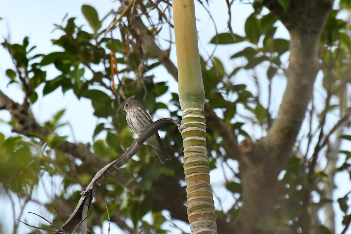 Gray-streaked Flycatcher - ML642574877