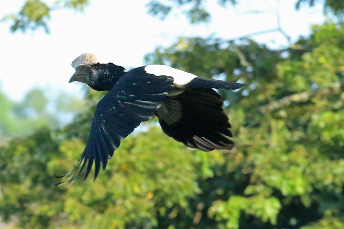 Silberwangen-Hornvogel - ML642574882