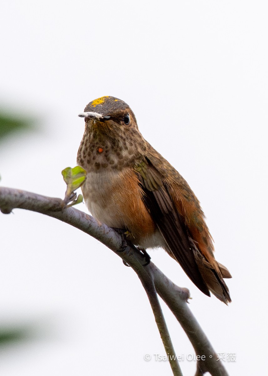 Allen's Hummingbird - ML642574890