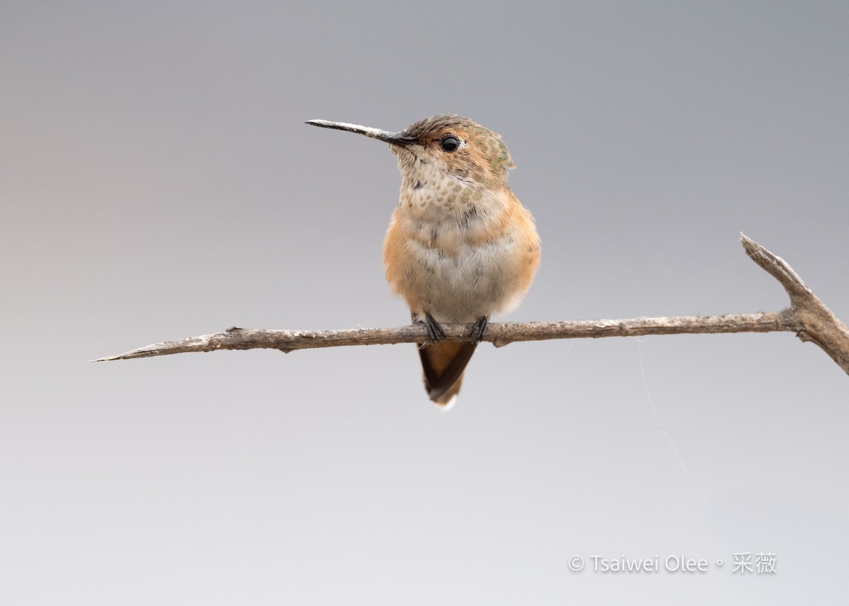 Allen's Hummingbird - ML642574899