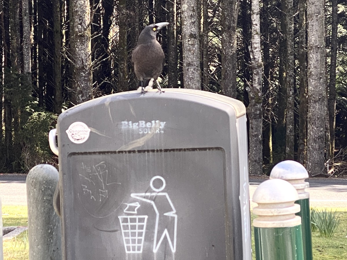 Black Currawong - ML642574902