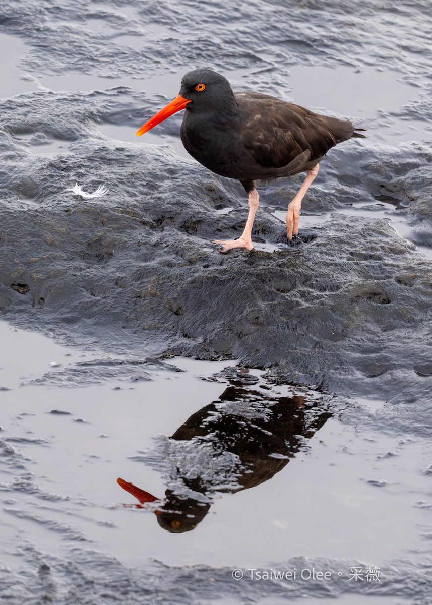 Black Oystercatcher - ML642574914