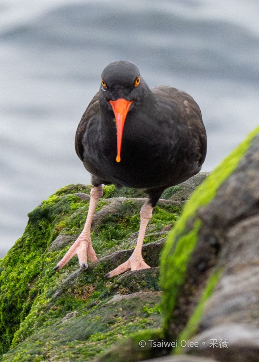 Black Oystercatcher - ML642574934