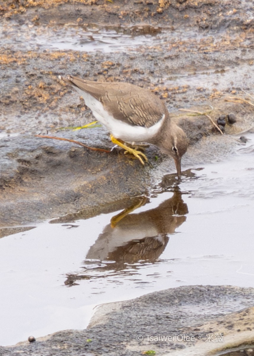 Spotted Sandpiper - ML642574941
