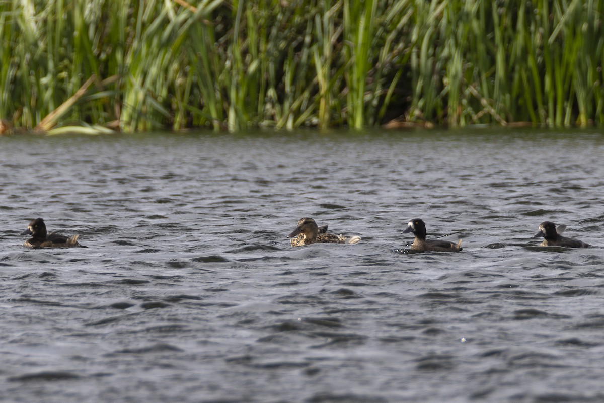 Tufted Duck - ML642574979