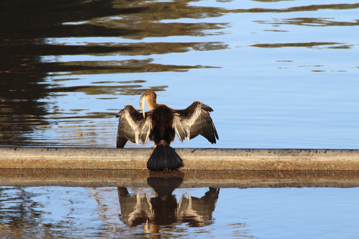 Australasian Darter - ML642574995