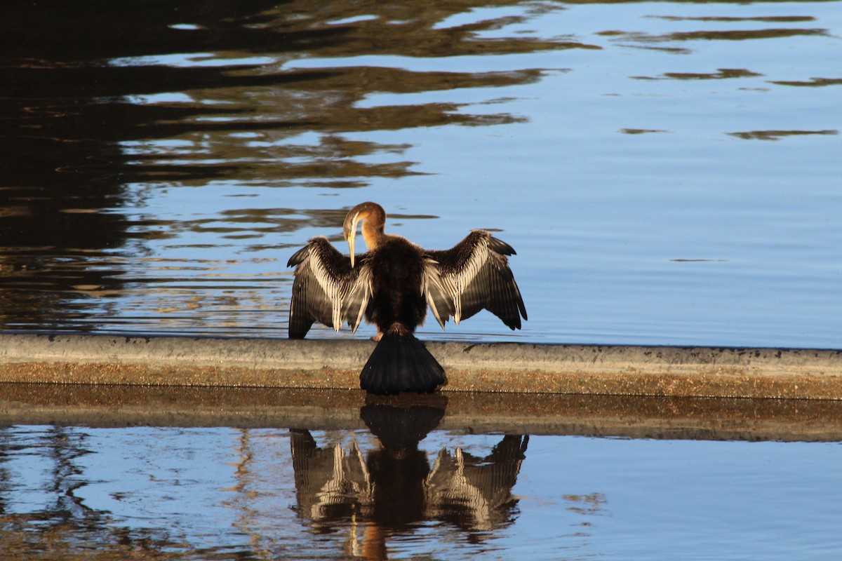 Australasian Darter - ML642574996
