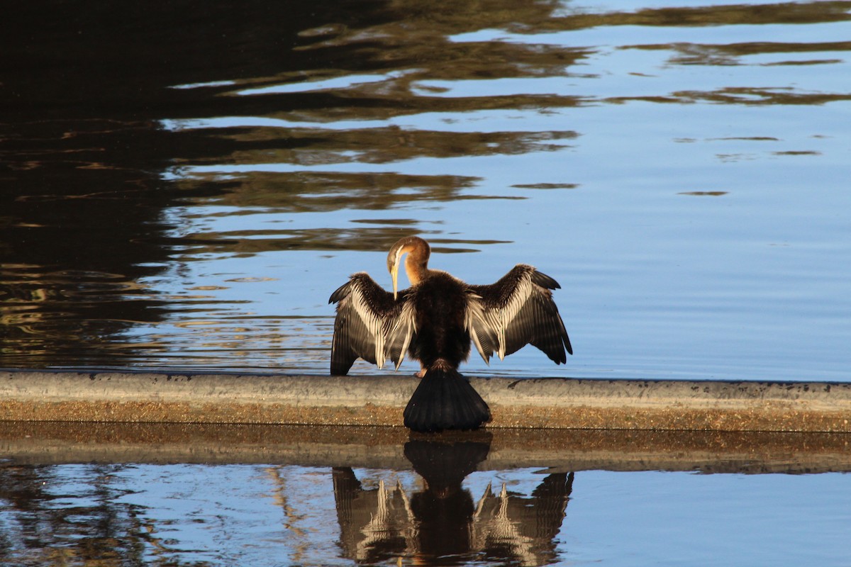 Australasian Darter - ML642574997