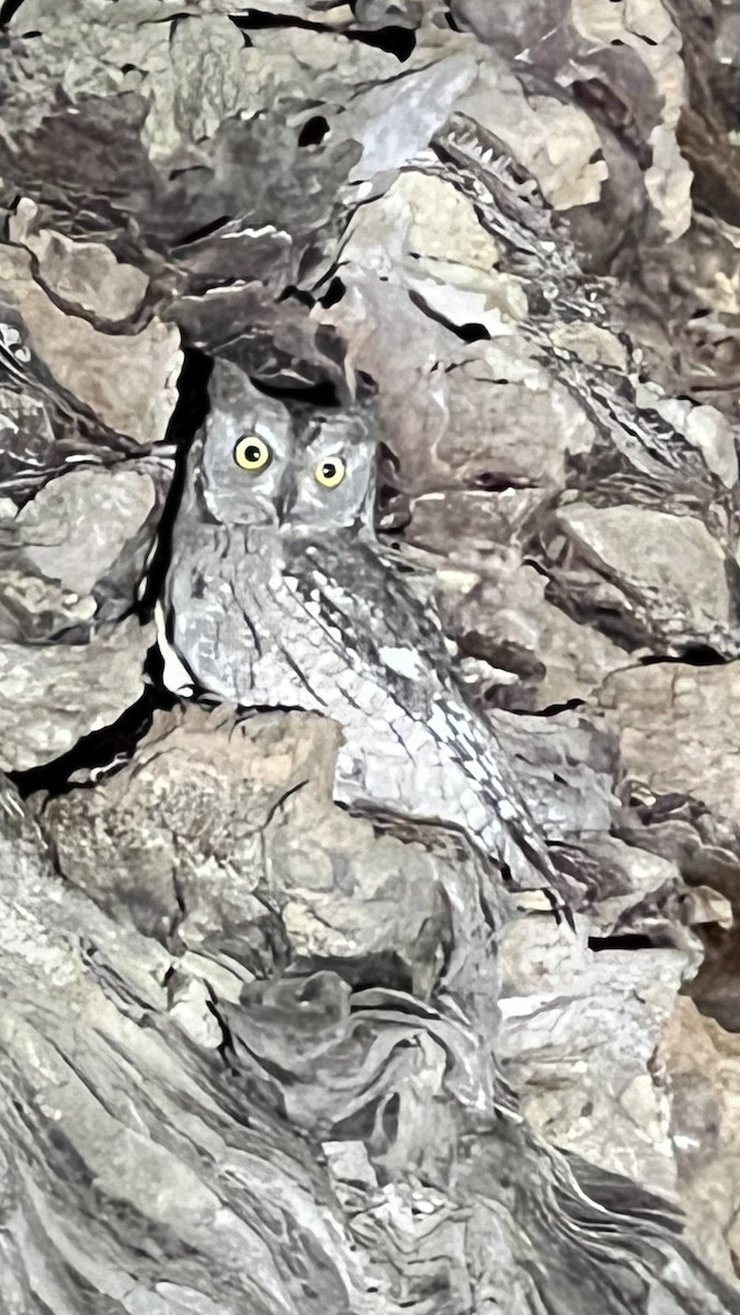 Eurasian Scops-Owl - ML642575007