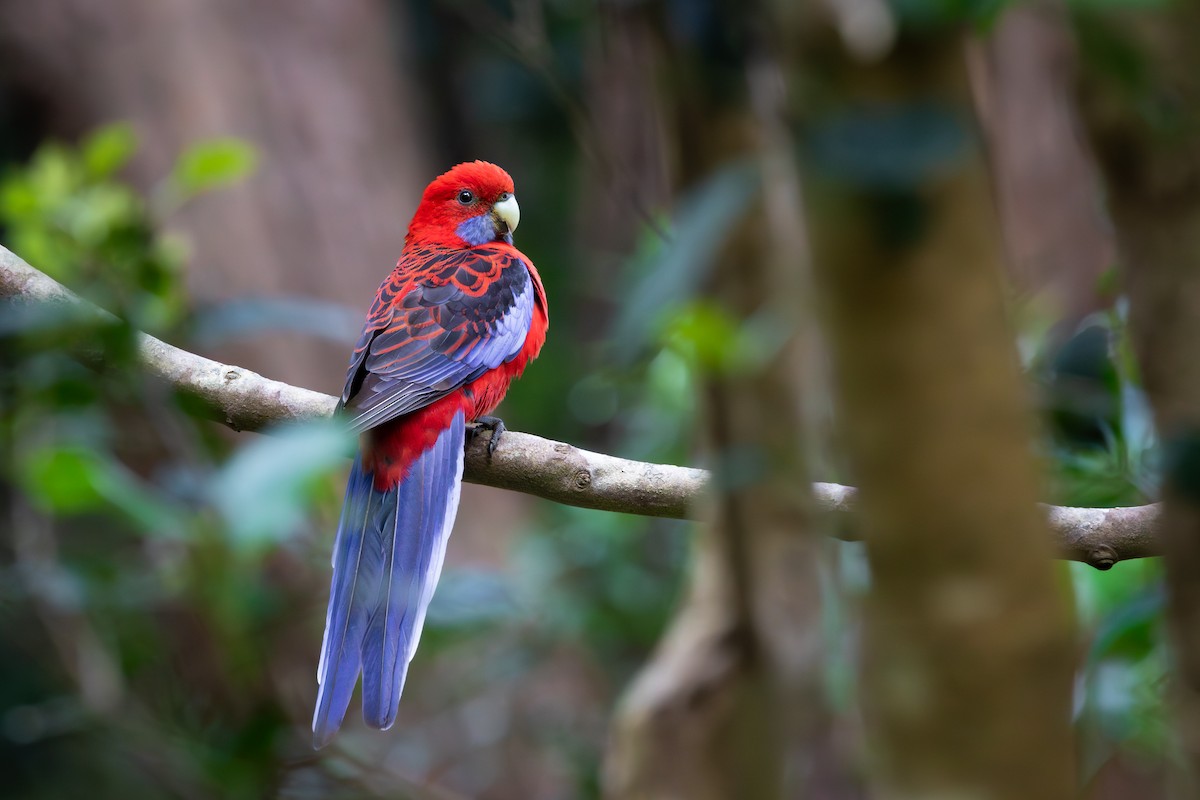 Crimson Rosella - ML642575009