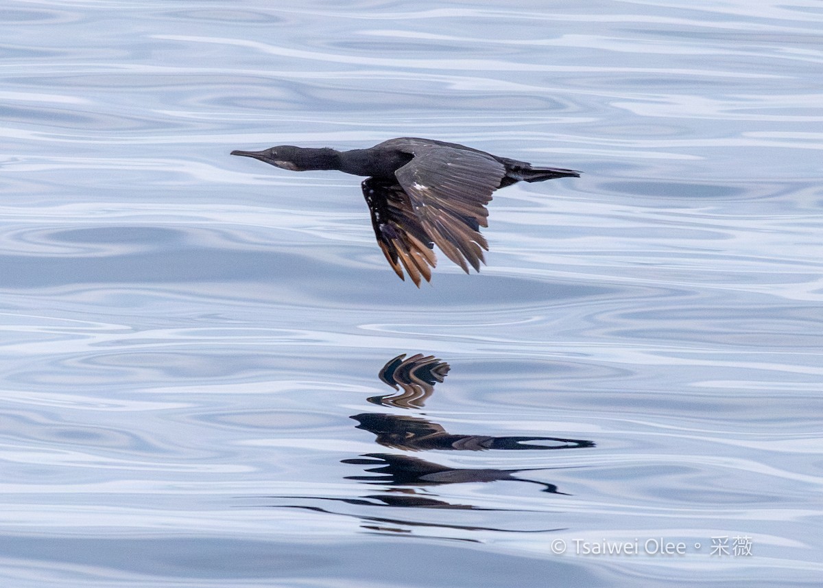 Cormoran de Brandt - ML642575013