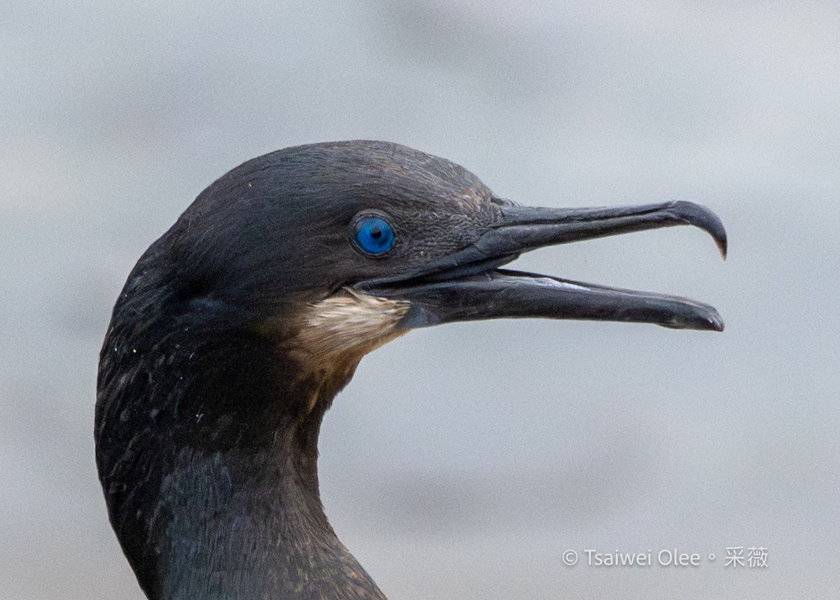 Cormoran de Brandt - ML642575022