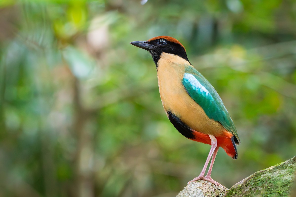 Noisy Pitta - ML642575023