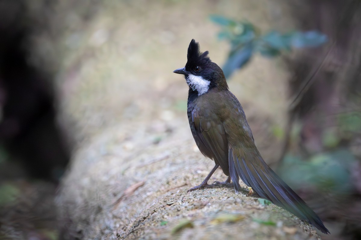 Eastern Whipbird - ML642575033
