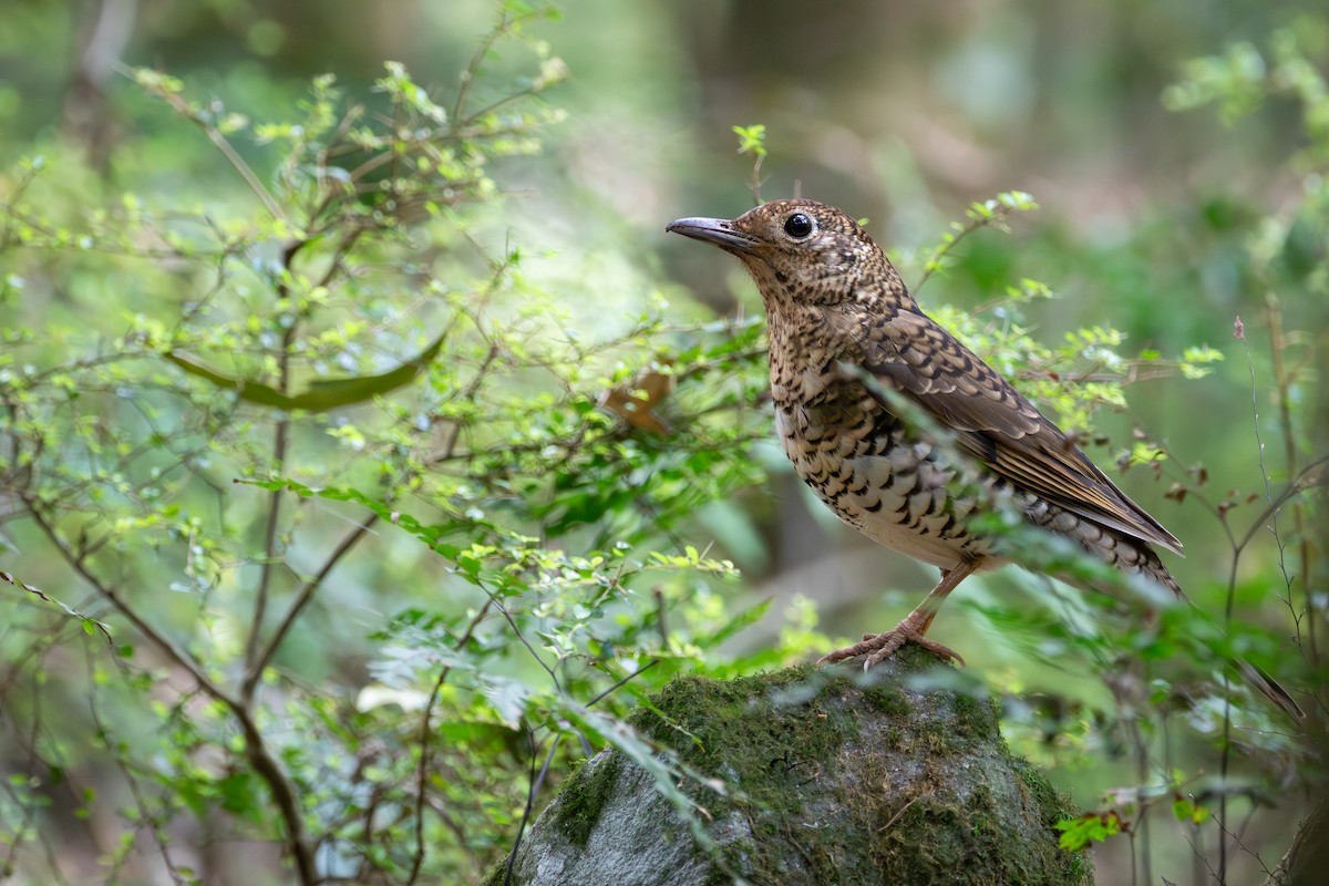 Bassian Thrush - ML642575035
