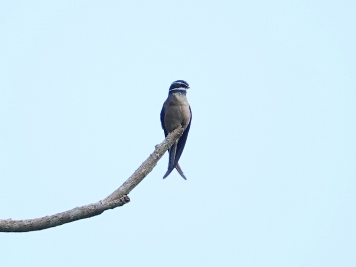 Whiskered Treeswift - ML642575213