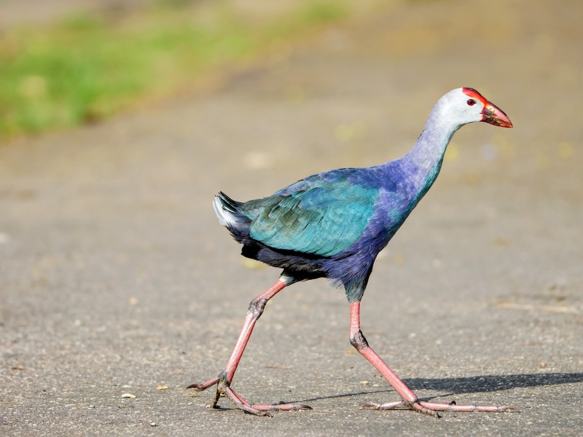 Gray-headed Swamphen - ML642575230
