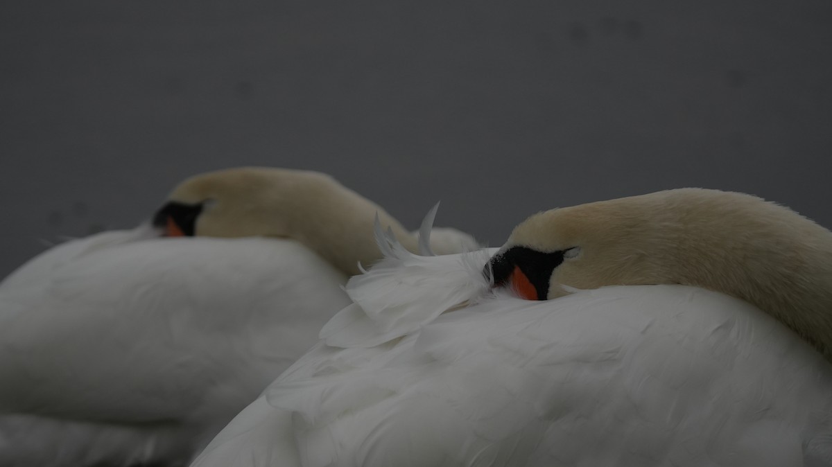 Хуруут хун - ML642575237