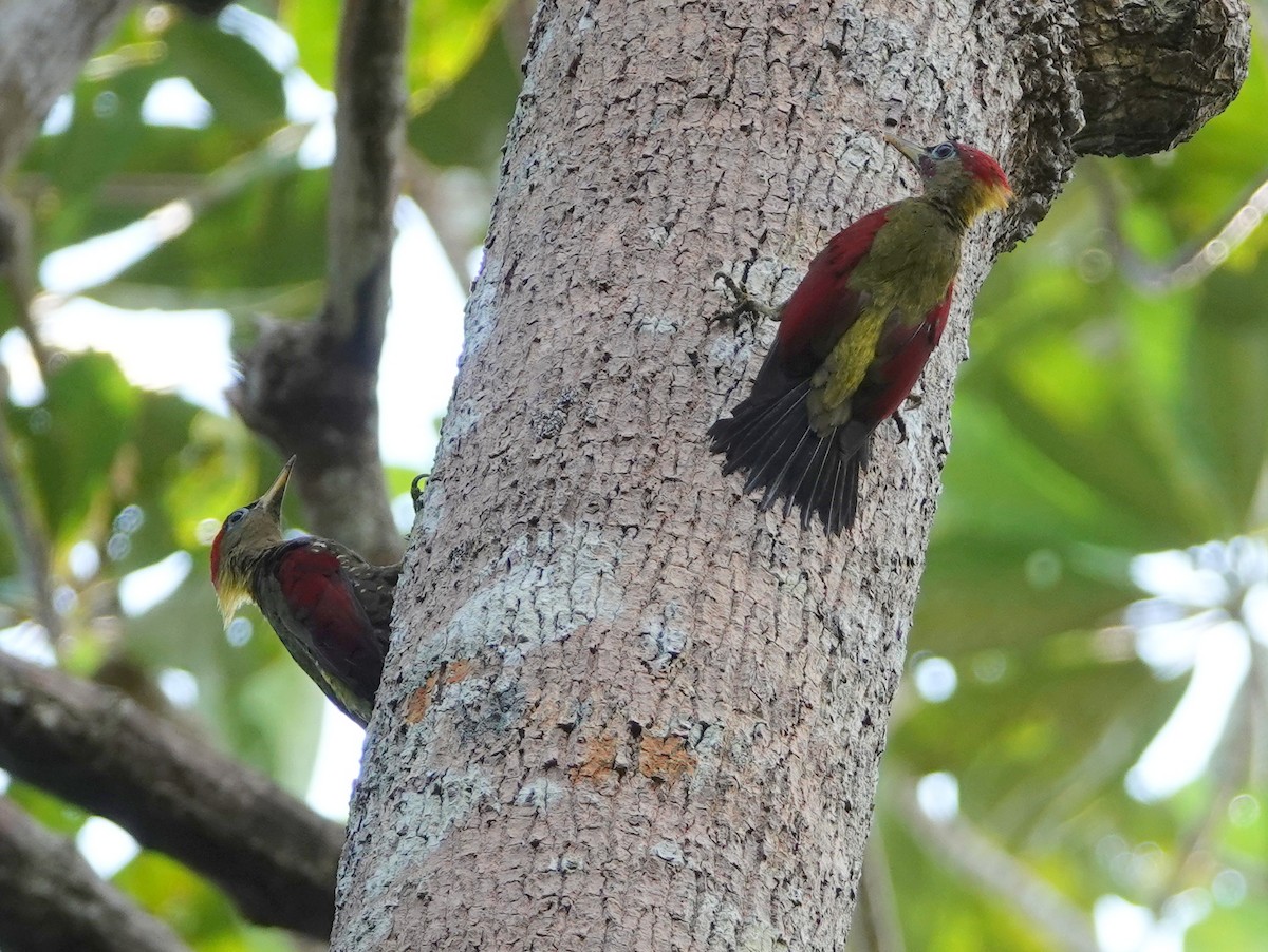 Crimson-winged Woodpecker - ML642575239