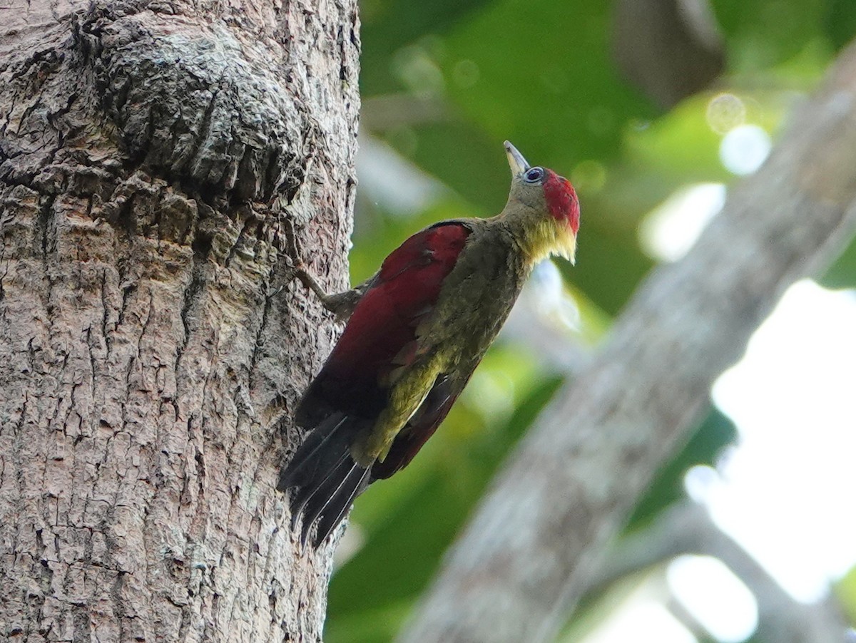 Crimson-winged Woodpecker - ML642575240