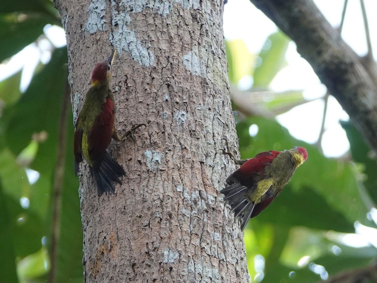 Crimson-winged Woodpecker - ML642575241