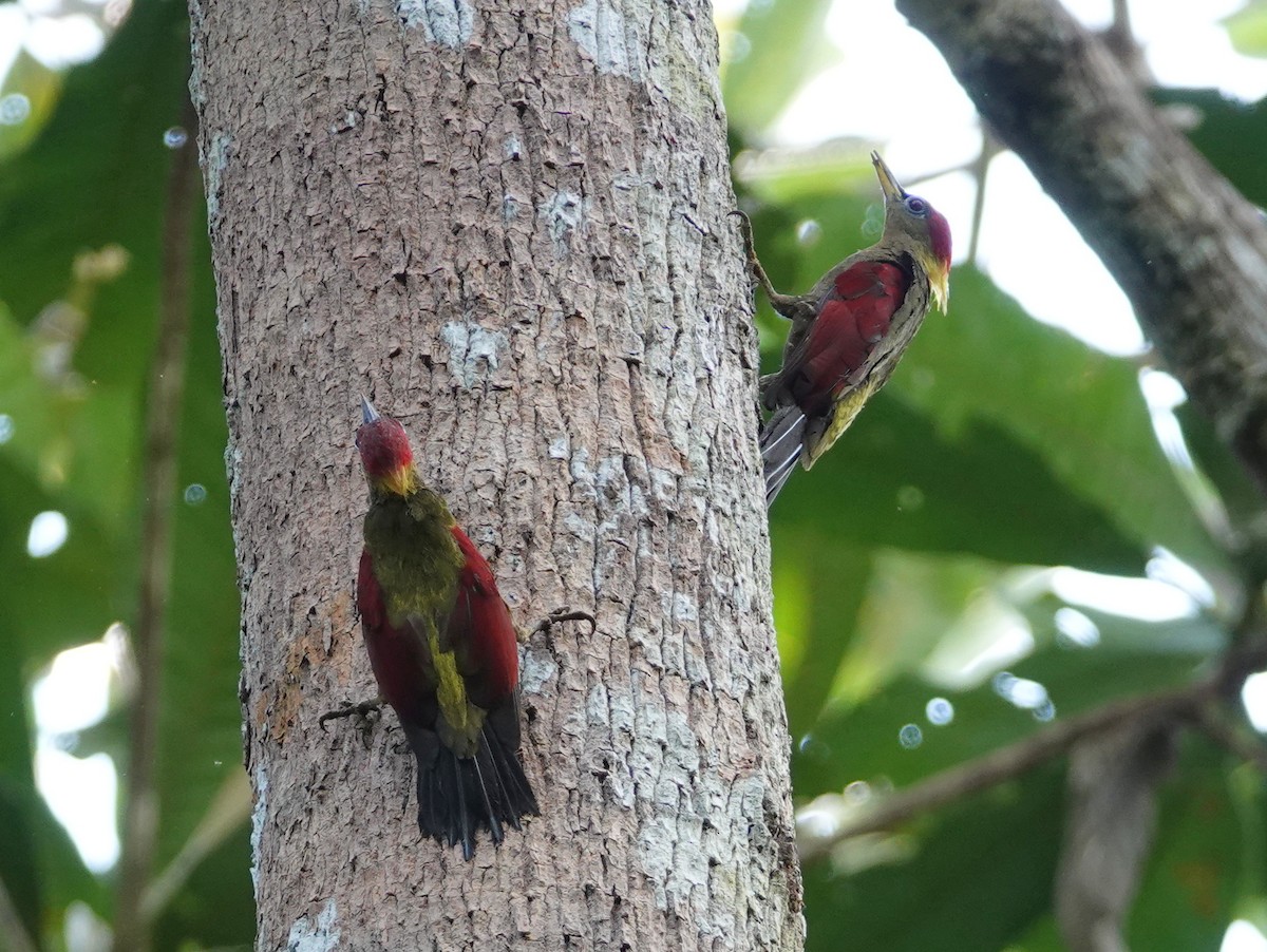 Crimson-winged Woodpecker - ML642575242