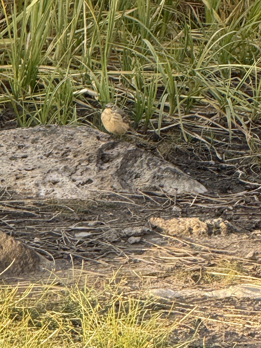 American Pipit - ML642575248
