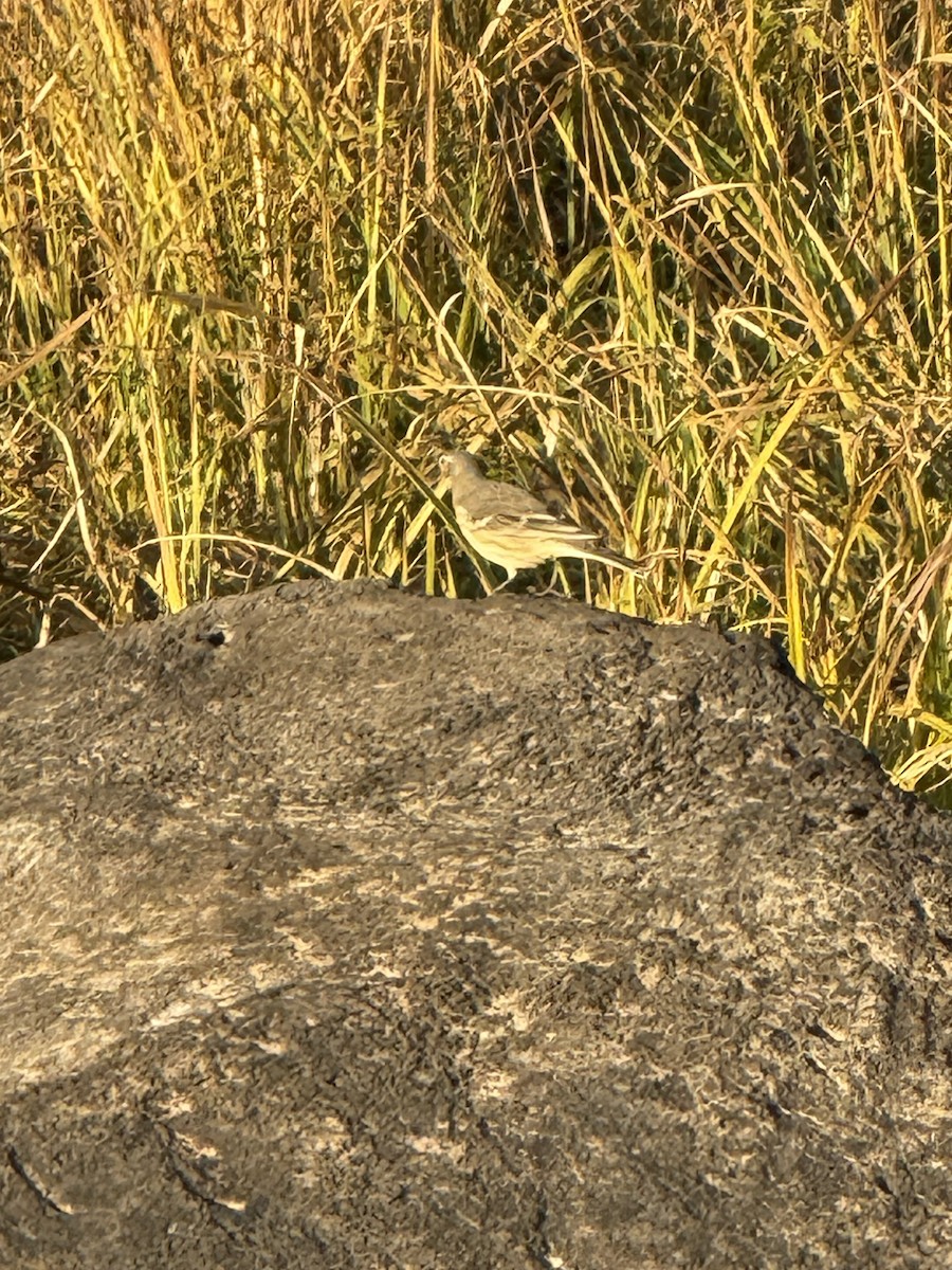 American Pipit - ML642575249
