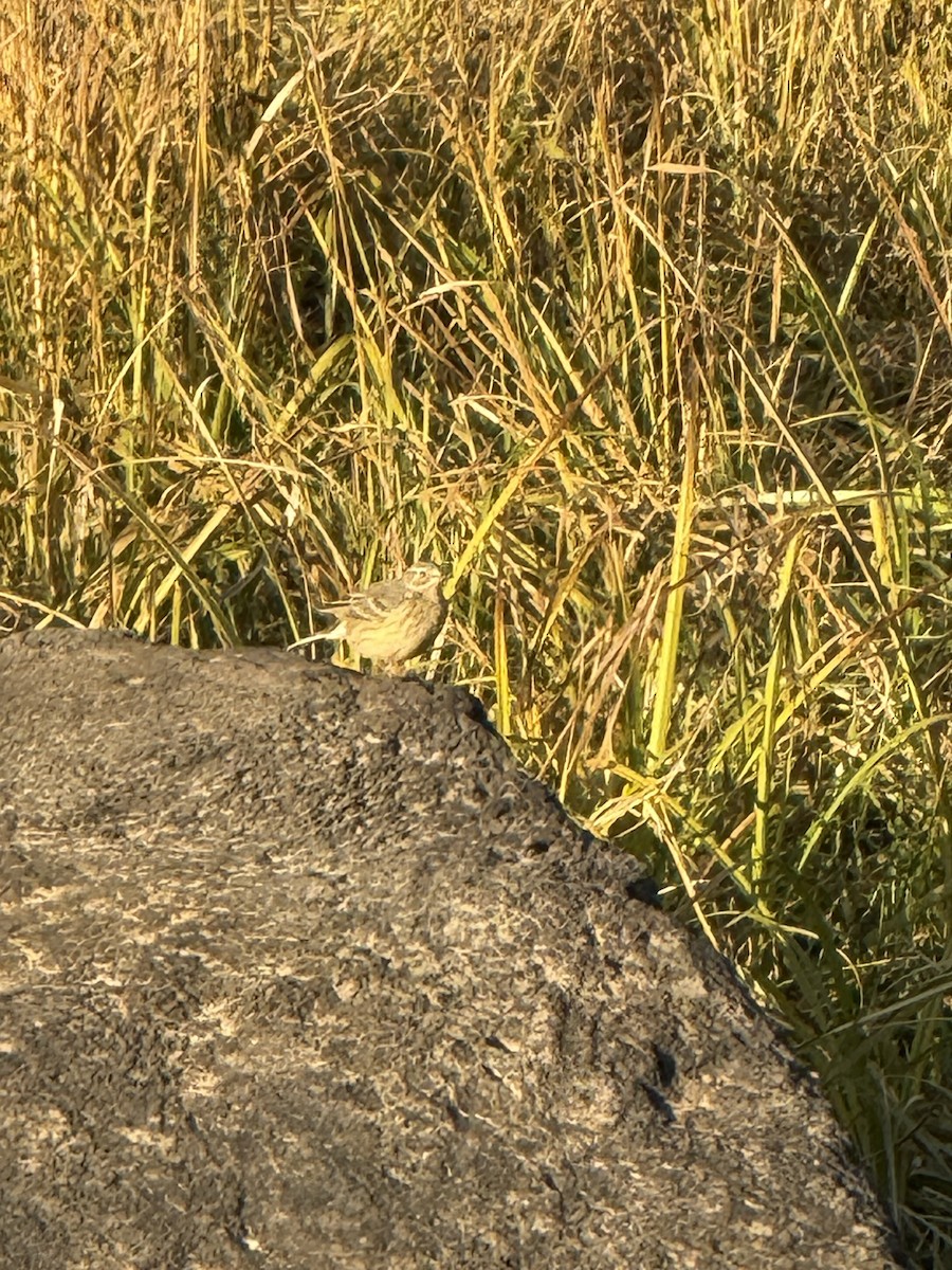 American Pipit - ML642575250