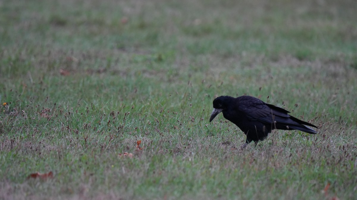 Турлиах хэрээ - ML642575258