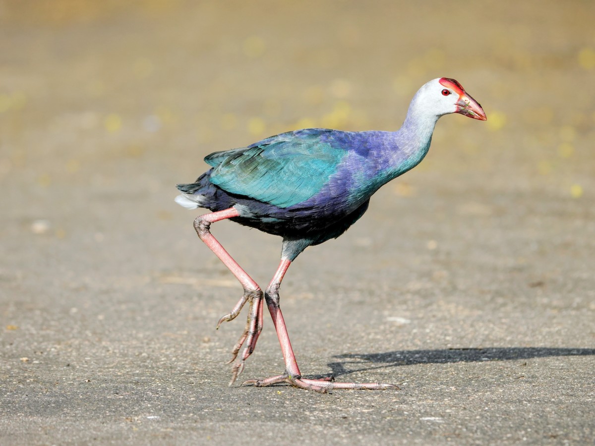 Gray-headed Swamphen - ML642575268