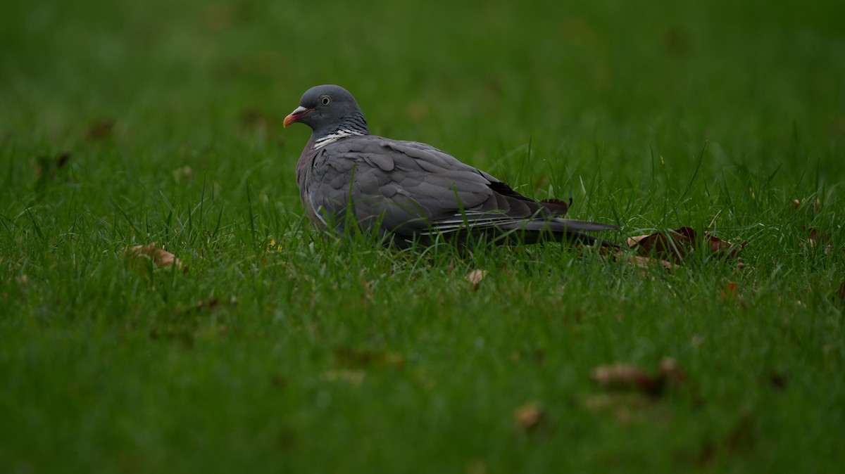 Ойн тагтаа - ML642575274