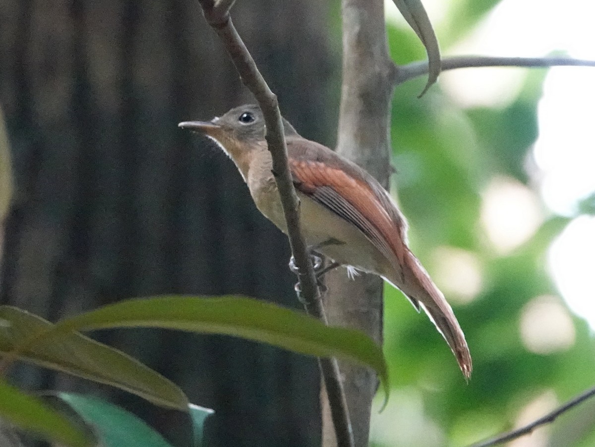 Rufous-winged Philentoma - ML642575288