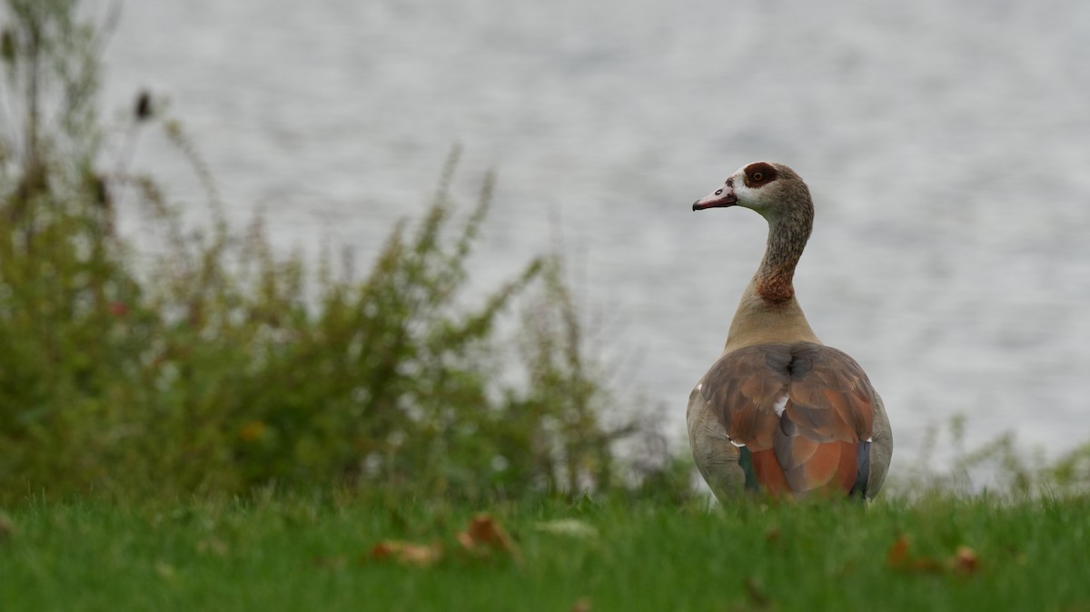 Egyptian Goose - ML642575289
