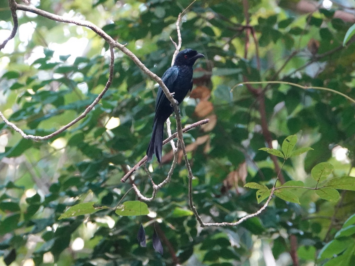 Greater Racket-tailed Drongo - ML642575295