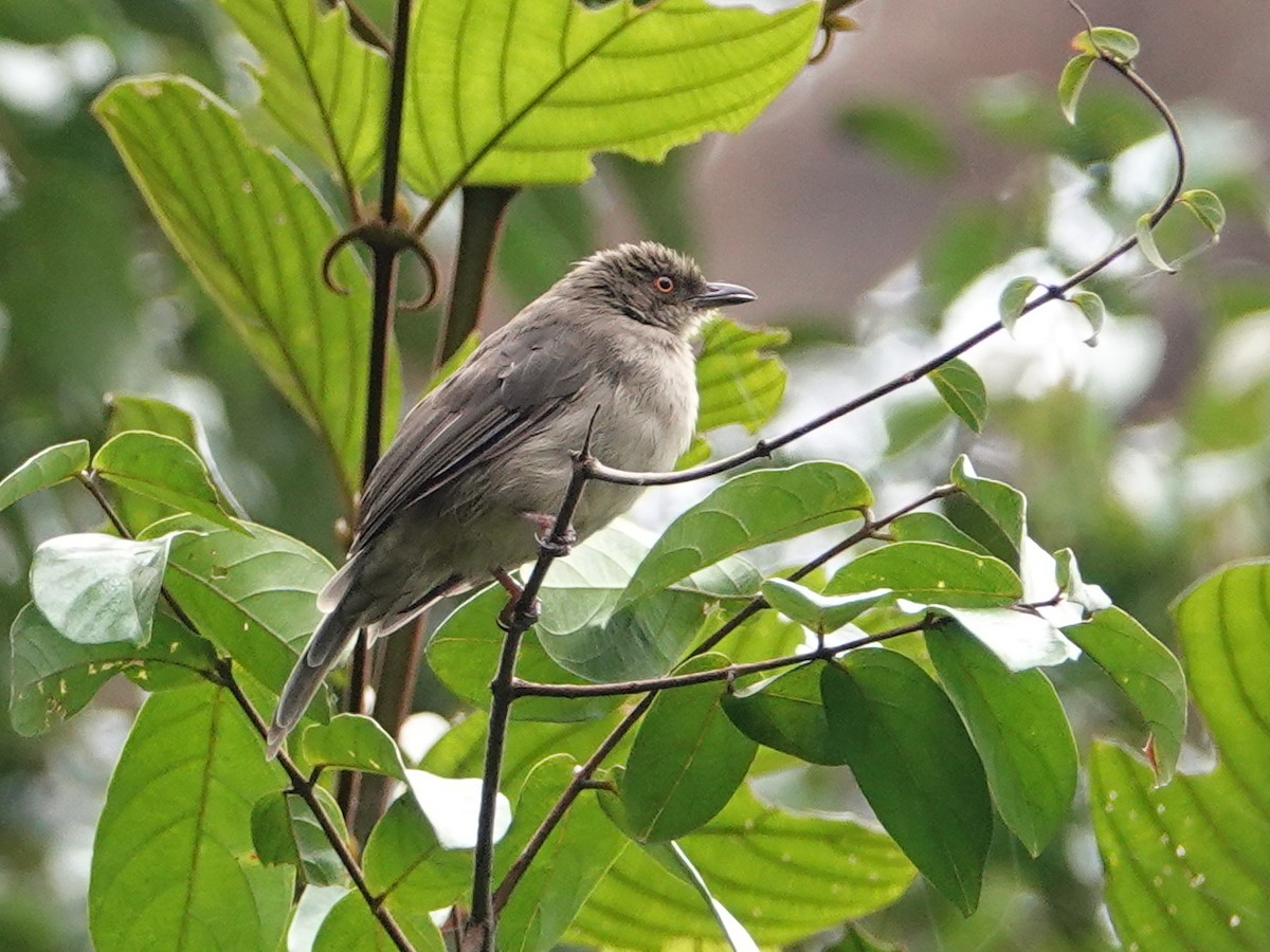 Red-eyed Bulbul - ML642575337
