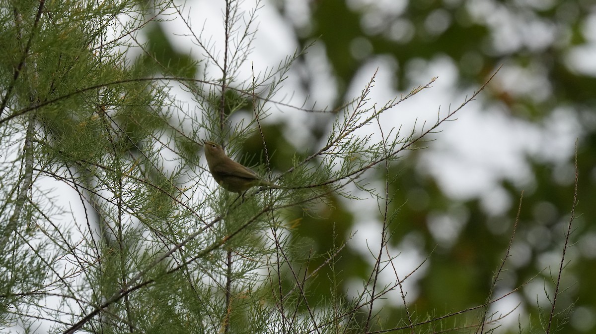 Урианхайн дууч шувуу - ML642575339