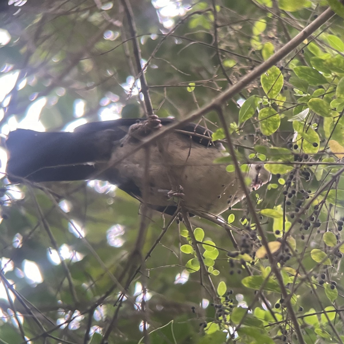 White-headed Pigeon - ML642575345