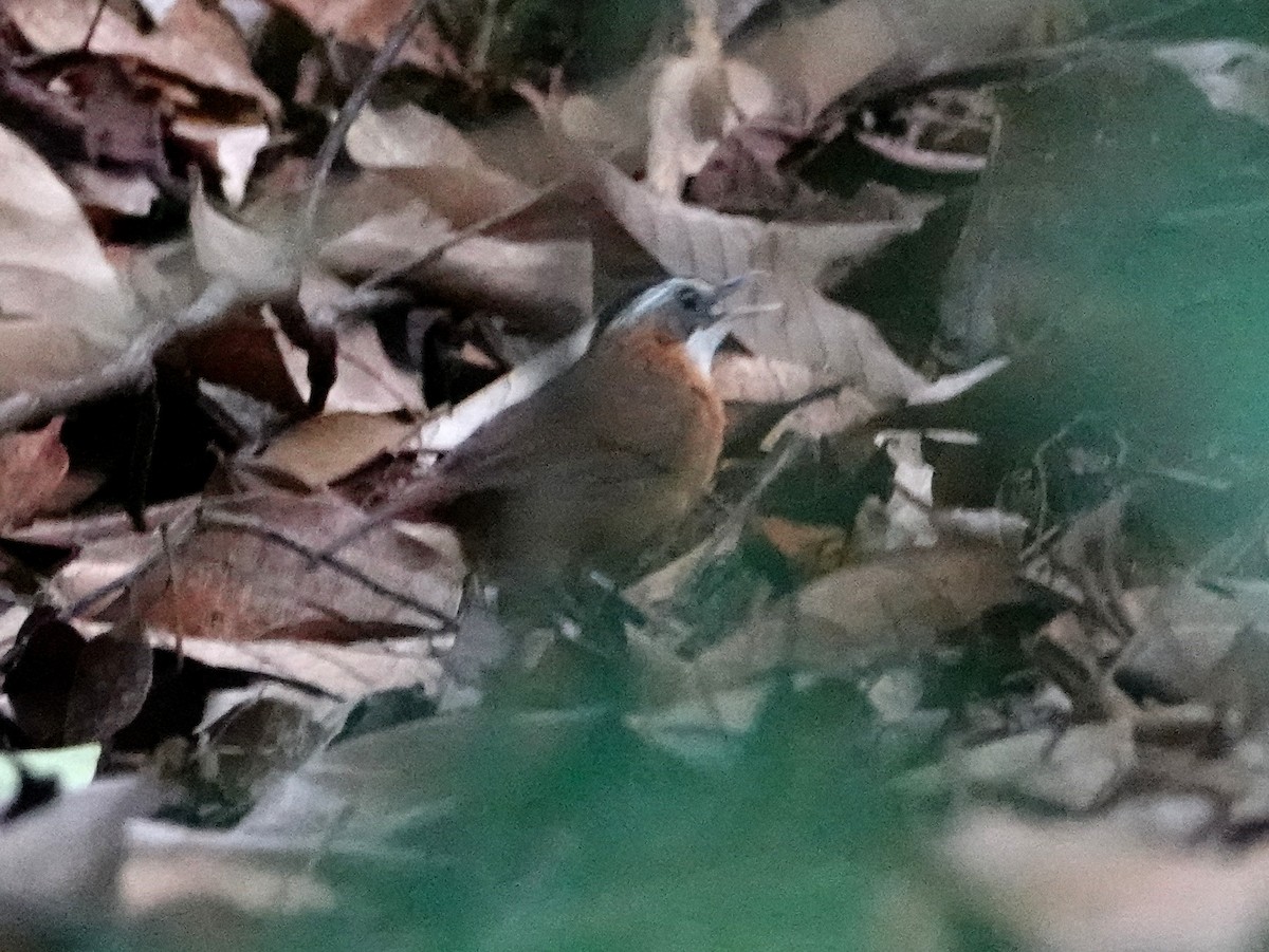 Malayan Black-capped Babbler - ML642575347