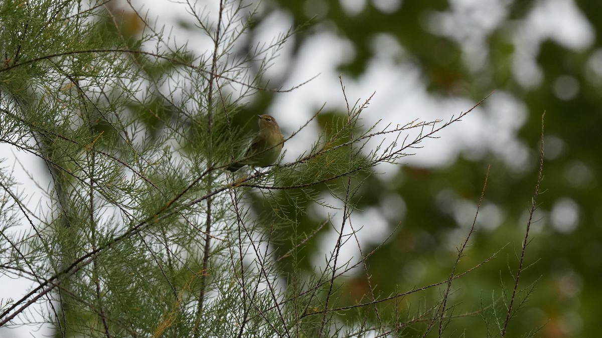 Урианхайн дууч шувуу - ML642575349