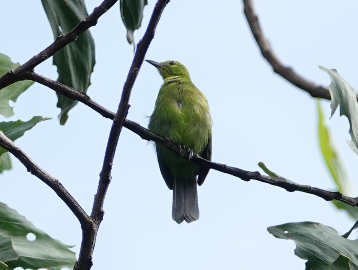 Greater Green Leafbird - ML642575359