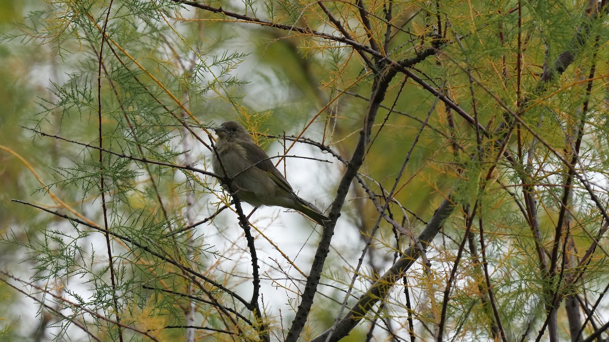 Эгэл ногоолдой - ML642575361