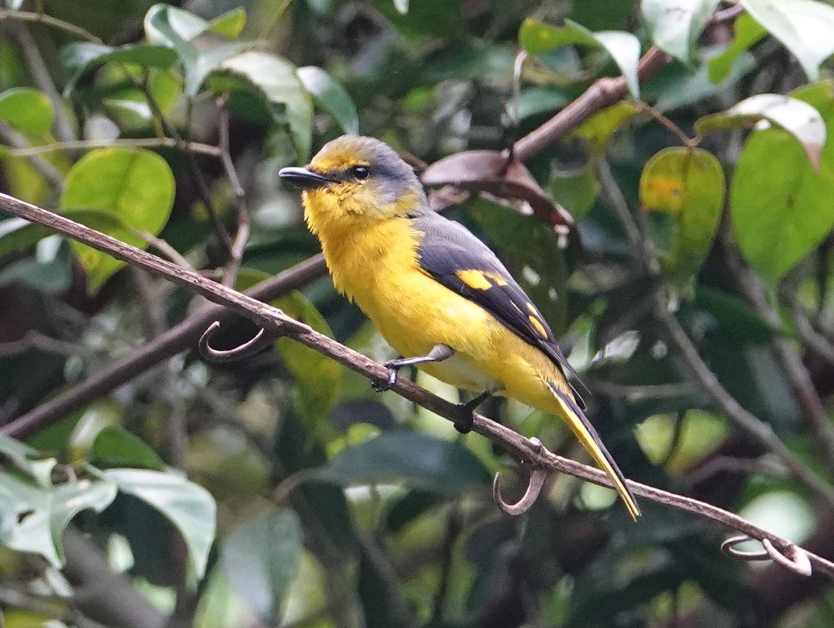 Scarlet Minivet - ML642575365