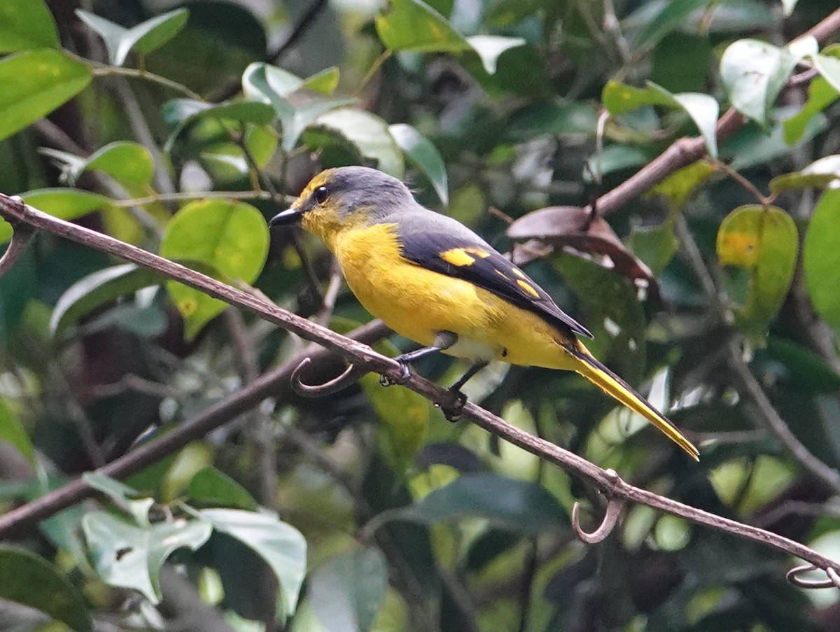Scarlet Minivet - ML642575366