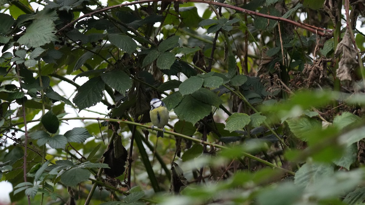 Өрнийн хөх бух - ML642575368