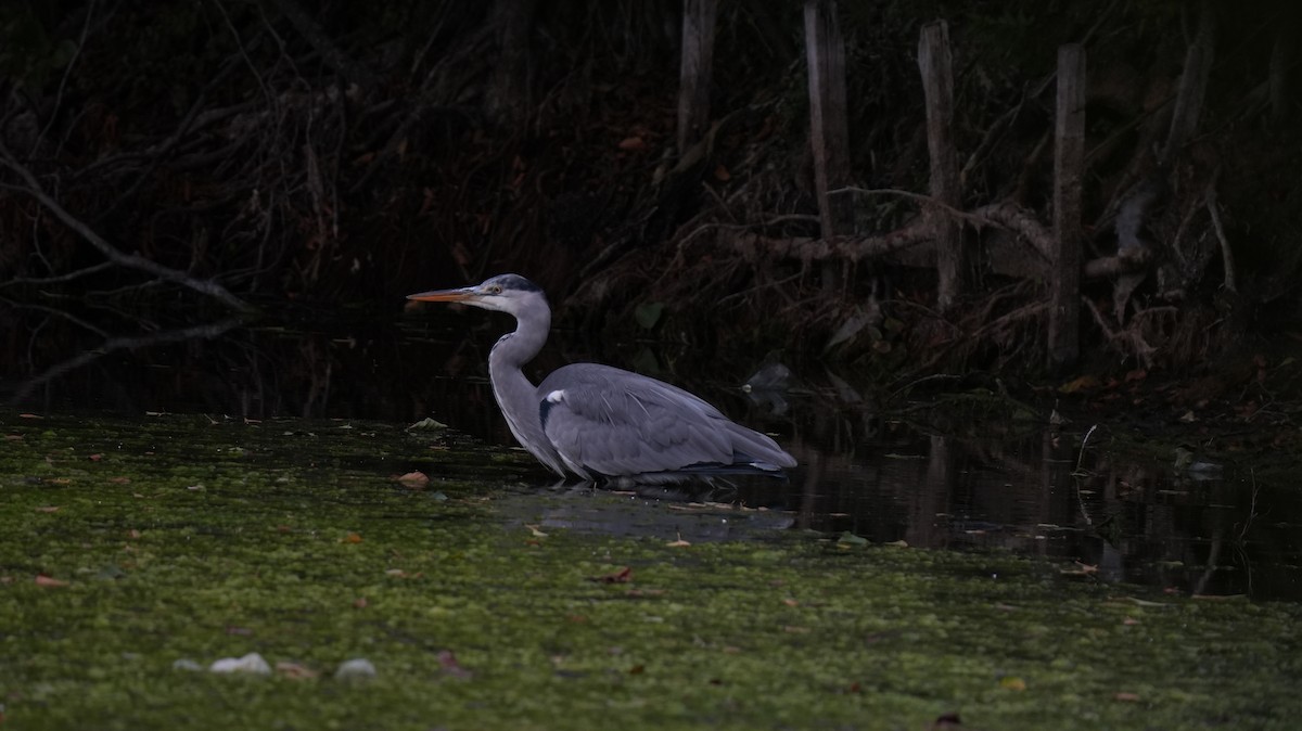 Хөх дэглий - ML642575372