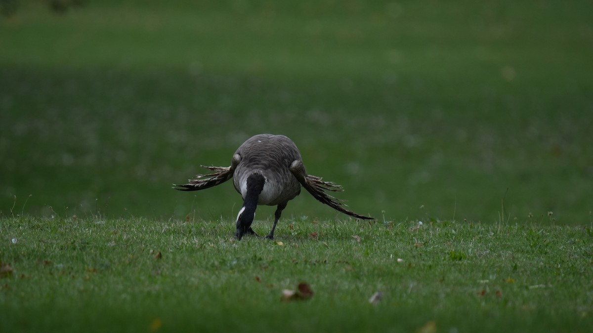 Канад галуу - ML642575376