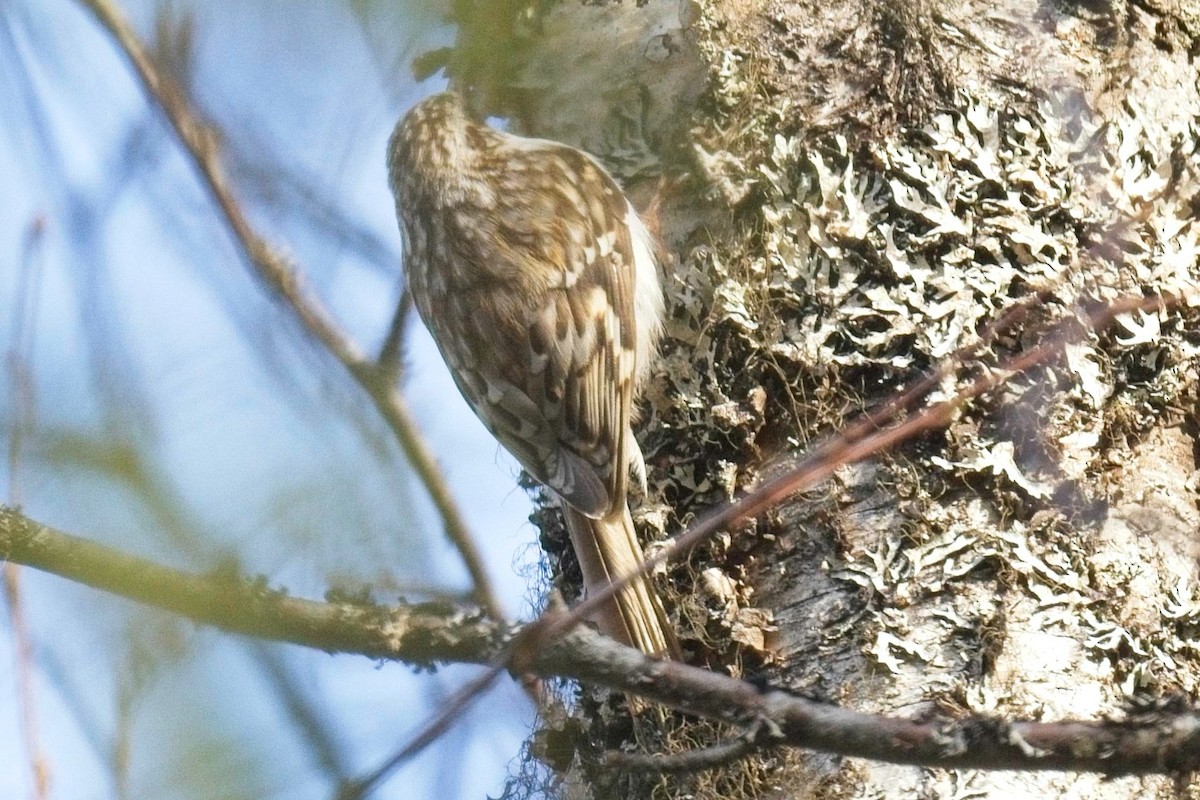 Хөвчийн бялзуумар - ML642575380
